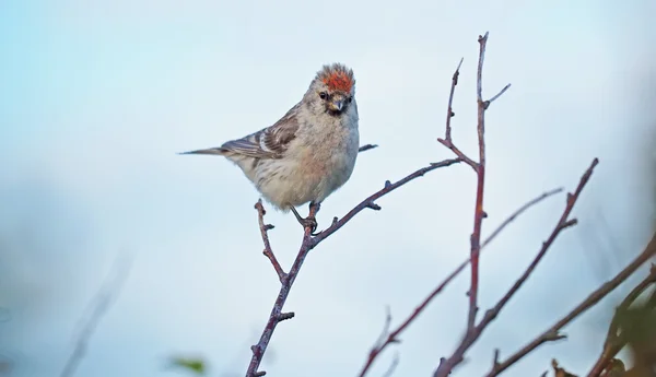 Carduelis flammea madár egy ág — Stock Fotó