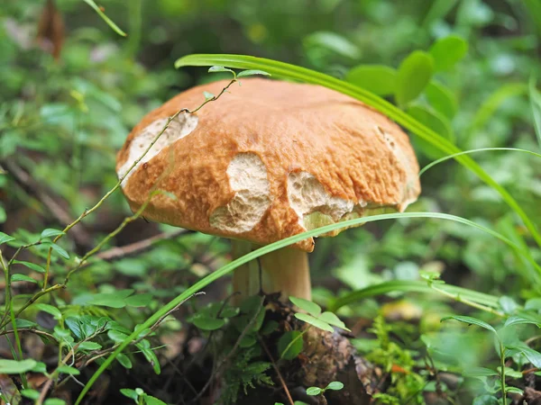 Jamur putih di hutan — Stok Foto