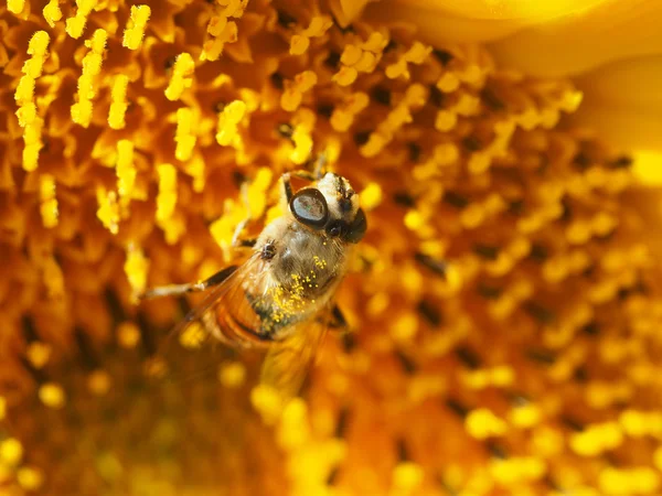 Flyga hoverfly på en solros — Stockfoto