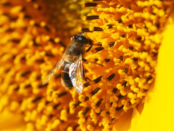 Flyga hoverfly på en solros — Stockfoto