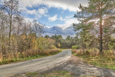 Sonbaharda güzel orman yolu