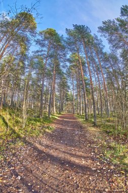 Sonbaharda güzel orman yolu