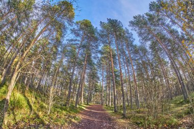 Sonbaharda güzel orman yolu