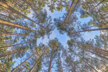 Ağaçlar tepeden tırnağa taçlanıyor