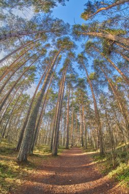 Sonbaharda güzel orman yolu
