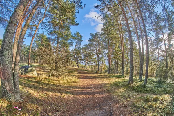 Hermoso Camino Forestal Otoño —  Fotos de Stock