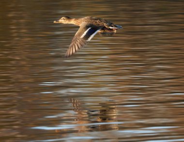 Nehirdeki ördekler. yaz