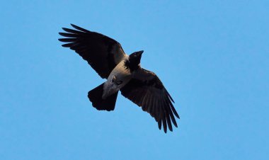 Uçan güzel karga. yaz