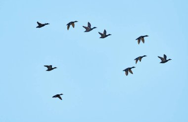 Uçan ördek sürüsü