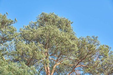 Çam dalları mavi gökyüzüne karşı