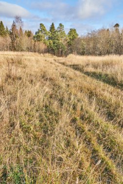 Bir çam ormanında. sonbahar