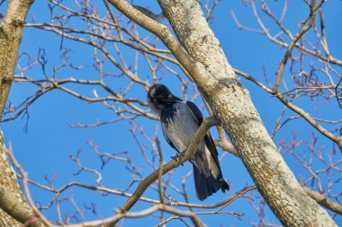 Ağaçtaki karga. orman