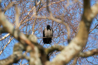 Ağaçtaki karga. orman
