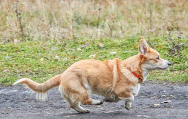 Ormanda koşan güzel Corgi