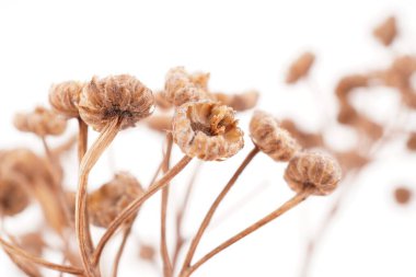 beyaz arkaplanda kuru tansi