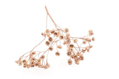 beyaz arkaplanda kuru tansi