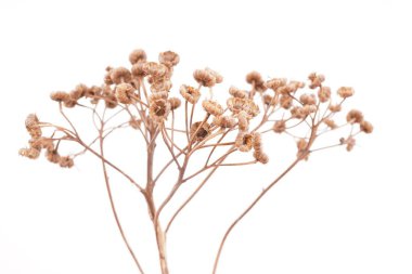 beyaz arkaplanda kuru tansi