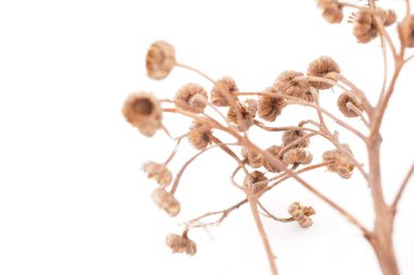 beyaz arkaplanda kuru tansi