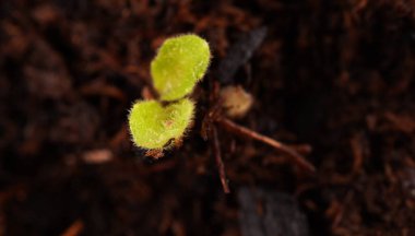 Beyaz arka planda saksıda çiçekler