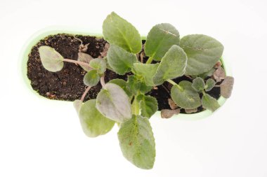 Beyaz arka planda saksıda çiçekler