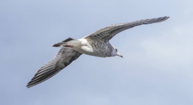 Güzel martı uçuyor. Yaz