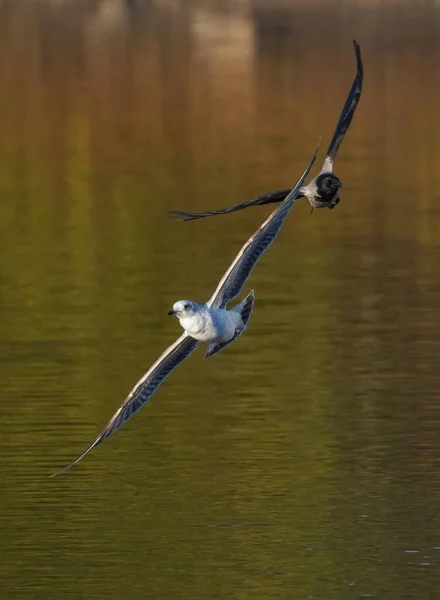 Een Kraai Een Meeuw Vechten Tijdens Vlucht — Stockfoto