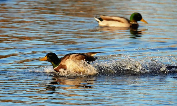 Patos Rio Verão — Fotografia de Stock