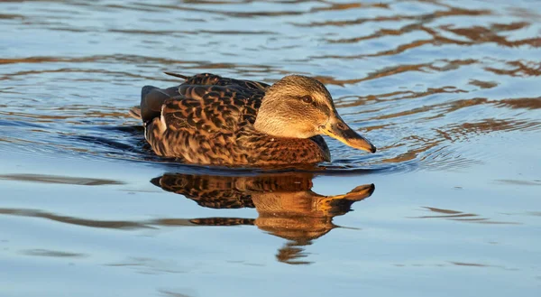 Canards Sur Rivière Été — Photo