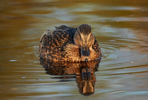 Patos Río Verano — Foto de Stock