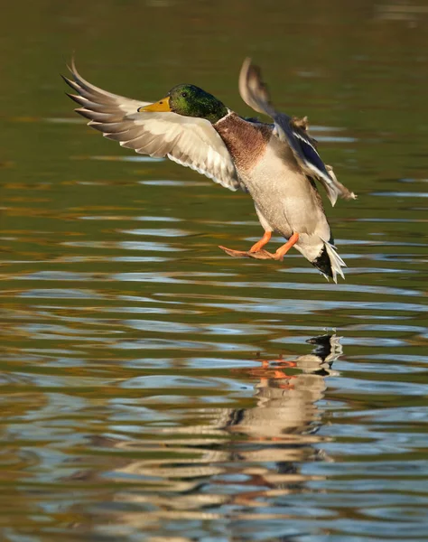 Ducks River Summer — Stock Photo, Image