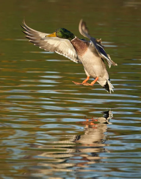 Enten Auf Dem Fluss Sommer — Stockfoto