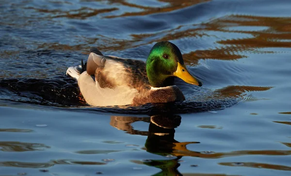 Ducks River Summer — Stock Photo, Image