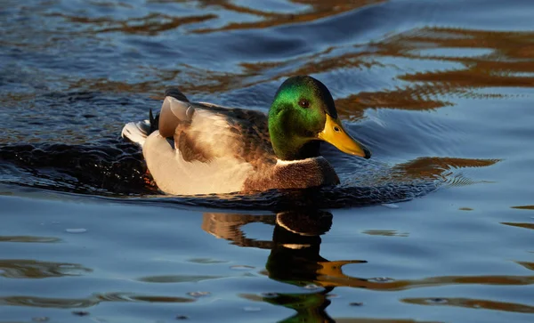 Patos Río Verano — Foto de Stock