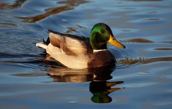 Anatre Sul Fiume Estate — Foto Stock