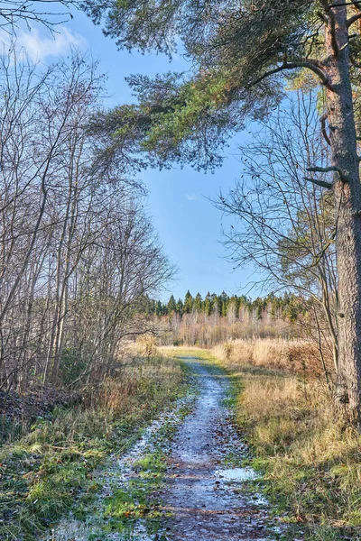 Een Dennenbos Vallen — Stockfoto