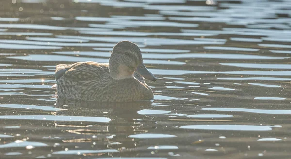 Enten Auf Dem Fluss Sommer — Stockfoto