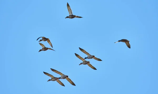 Flock Ducks Flight — Stock Photo, Image