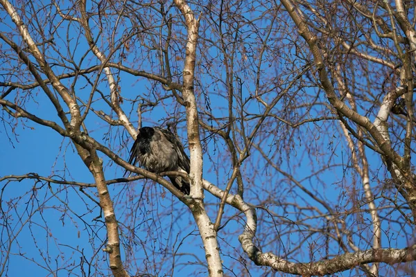 Krähe Auf Einem Baum Wald — Stockfoto