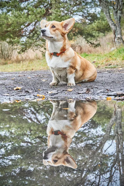 Gyönyörű Corgi Erdőben — Stock Fotó