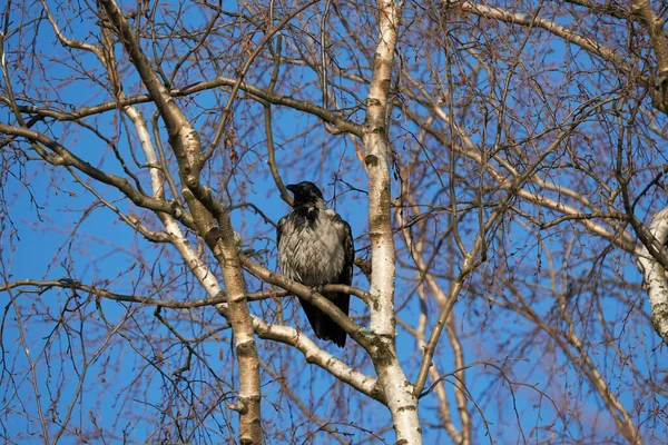 Krähe Auf Einem Baum Wald — Stockfoto