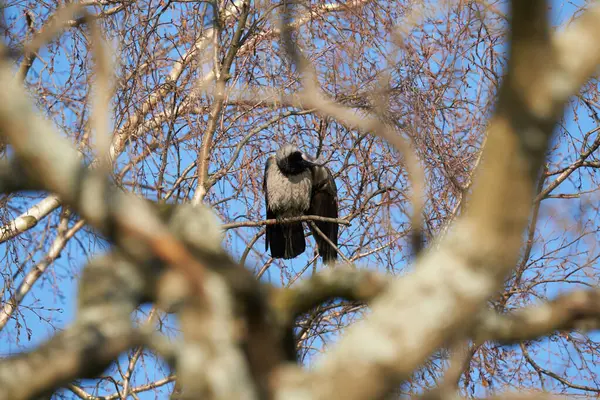 Krähe Auf Einem Baum Wald — Stockfoto