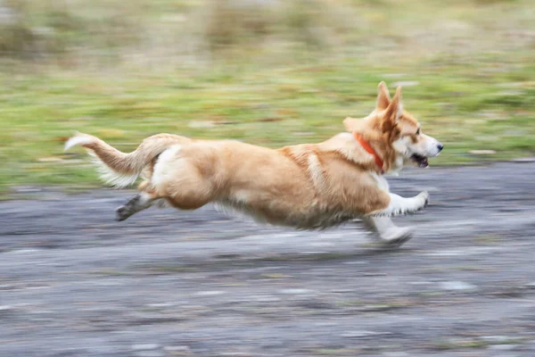 달리고 아름다운 — 스톡 사진