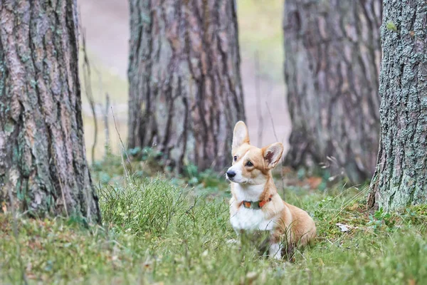 Bellissimi Corgi Nella Foresta — Foto Stock