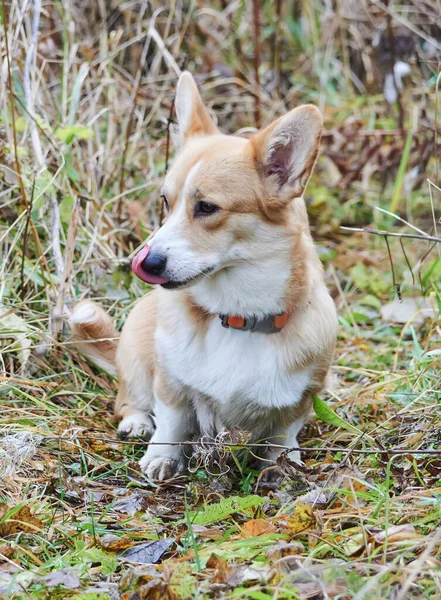 Gyönyörű Corgi Erdőben — Stock Fotó