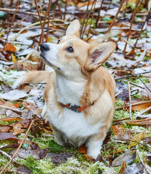 Bellissimi Corgi Nella Foresta — Foto Stock