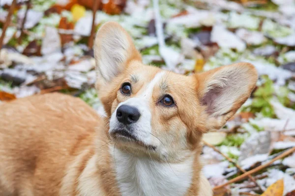 Bellissimi Corgi Nella Foresta — Foto Stock