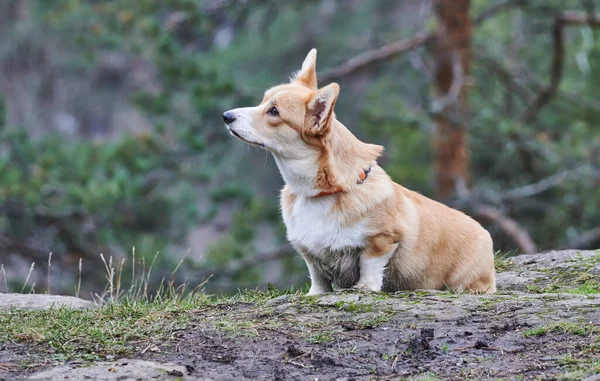 Bellissimi Corgi Nella Foresta — Foto Stock