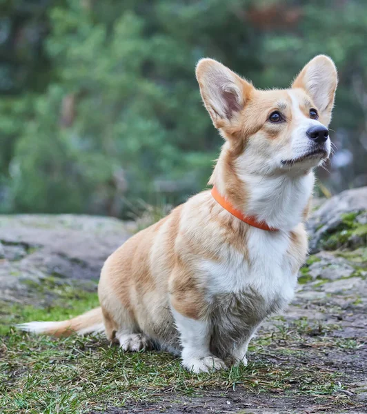 Gyönyörű Corgi Erdőben — Stock Fotó