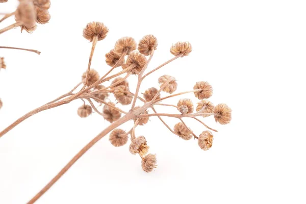 Dry Tansy White Background — Stock Photo, Image