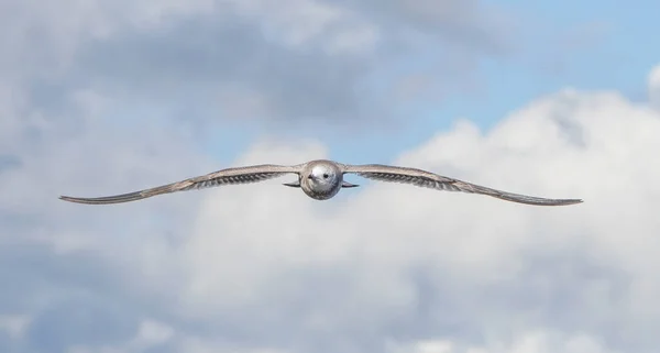 Hermosa Gaviota Vuelo Verano — Foto de Stock